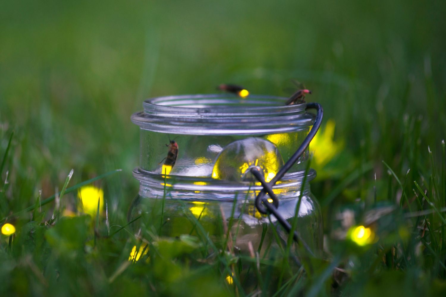 fireflies in a yard, attracted to an object