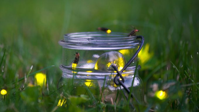 fireflies in a yard, attracted to an object