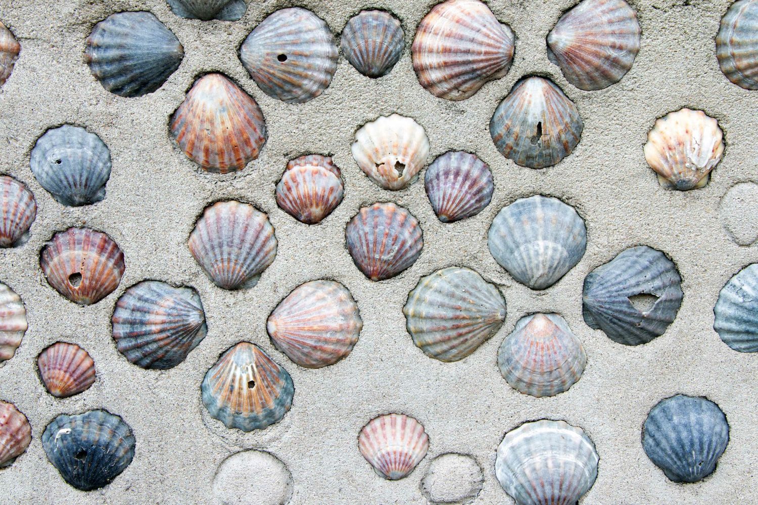 Shells for making sandbox fossils.