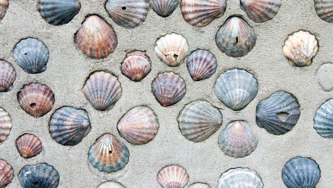 Shells for making sandbox fossils.