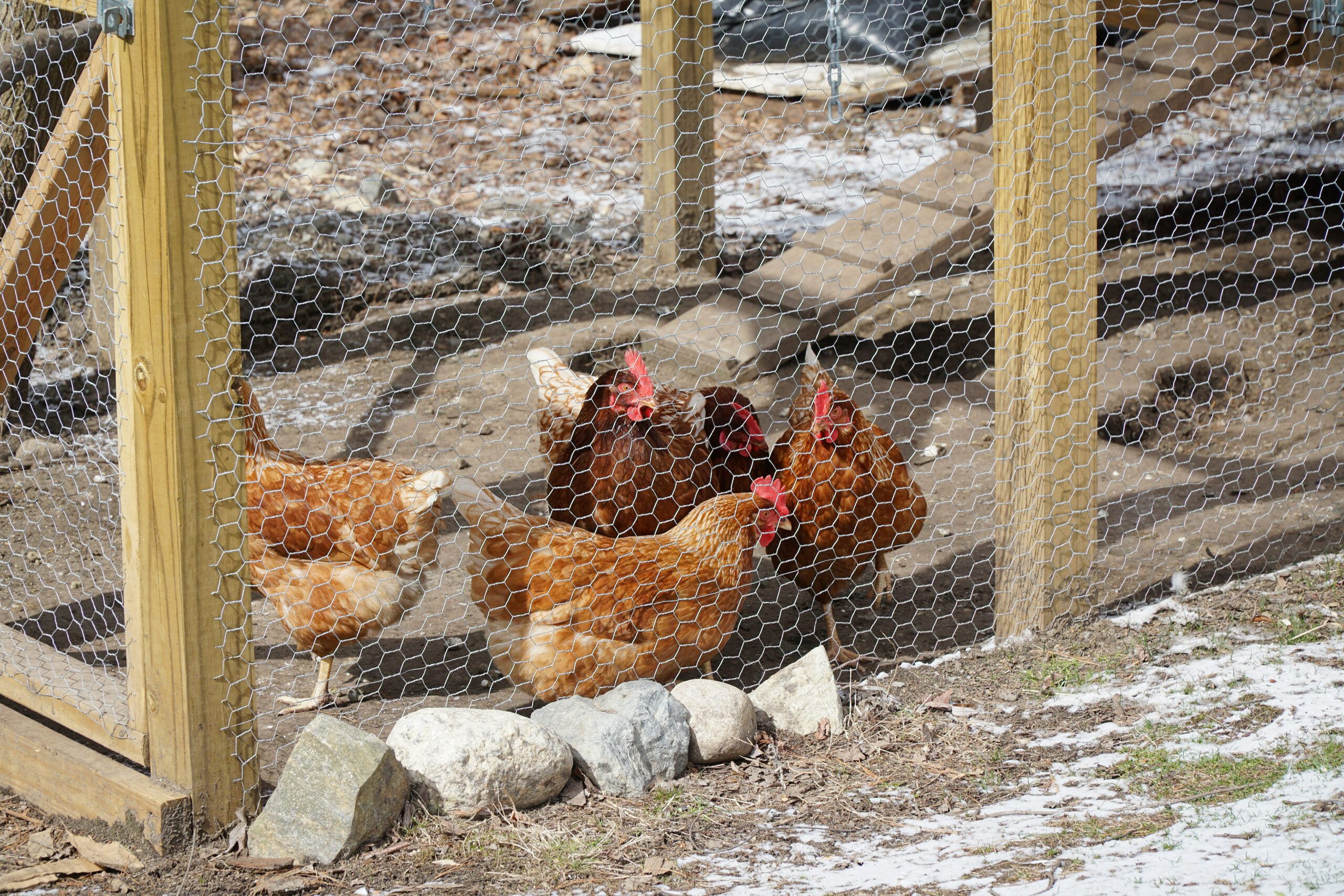 Keep your chicken coop cool, add a solar fan. 