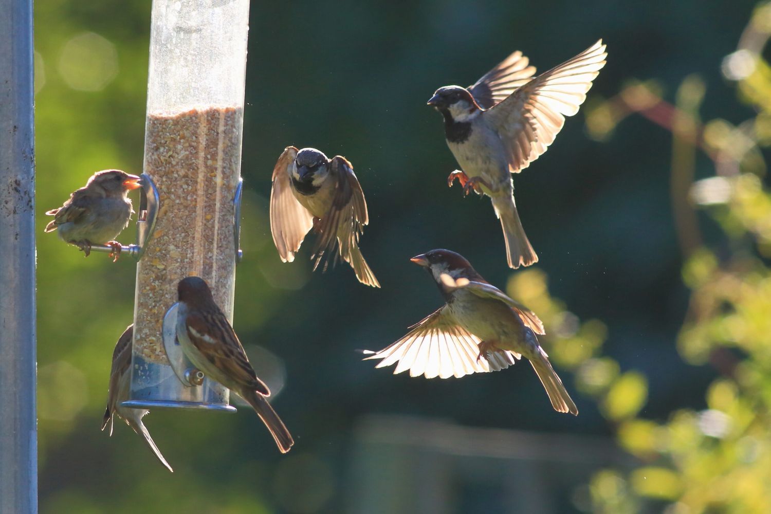 gifts_for_bird_lovers_gift_guide