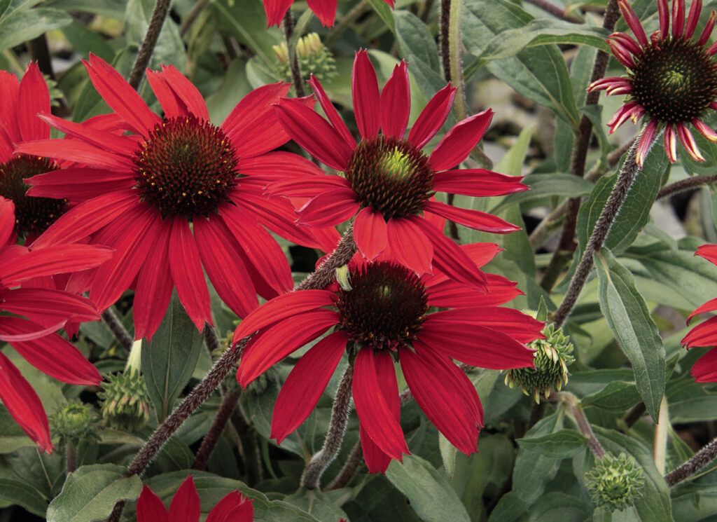 Perennials That Bloom Every Year - This Old House