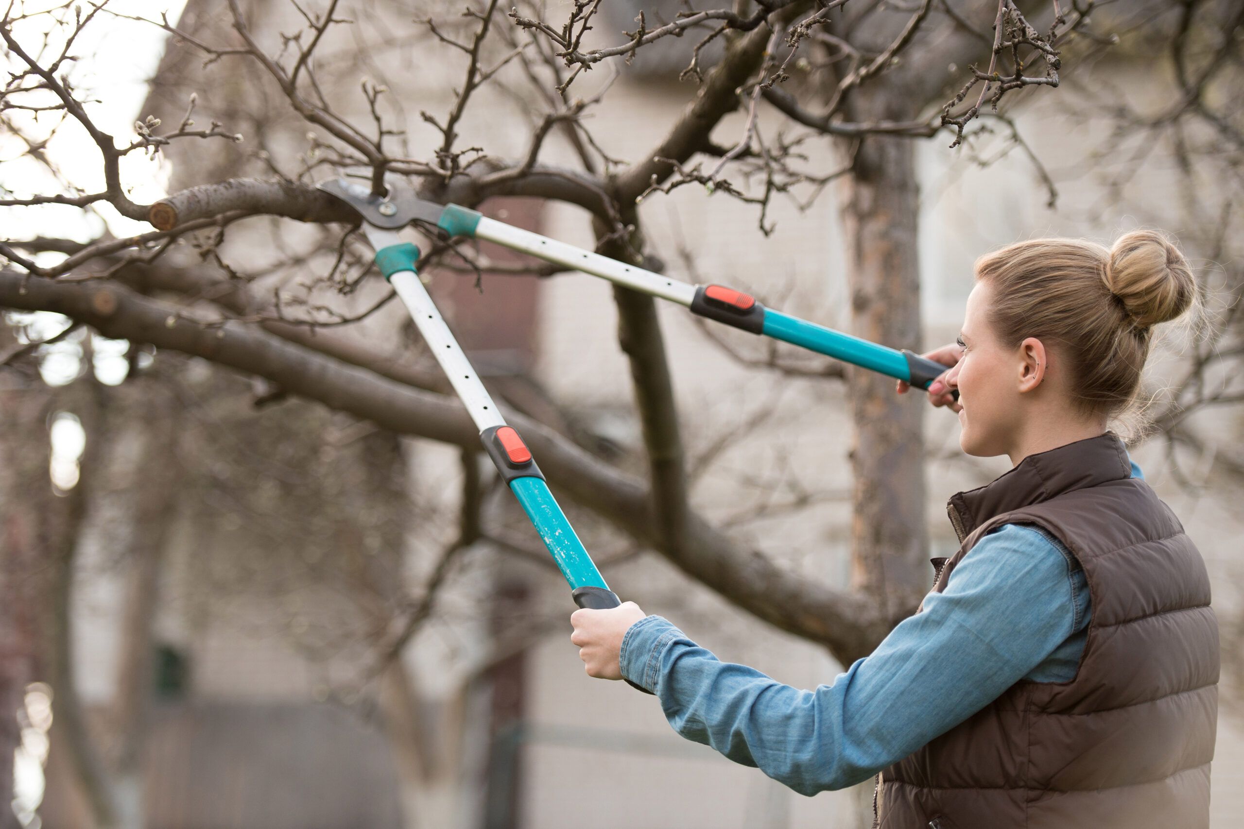 A woman pruning a tree before Spring.