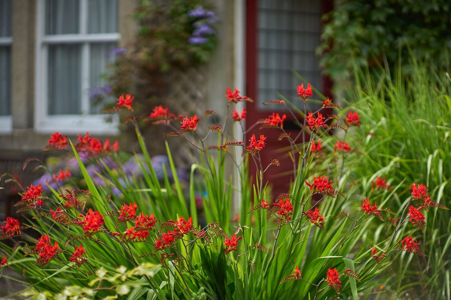 Red crocosmia in the sunshine in front of a house.