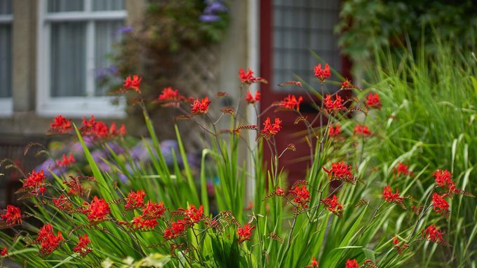 Red crocosmia in the sunshine in front of a house.