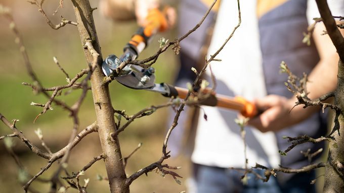 Tree_Pruning