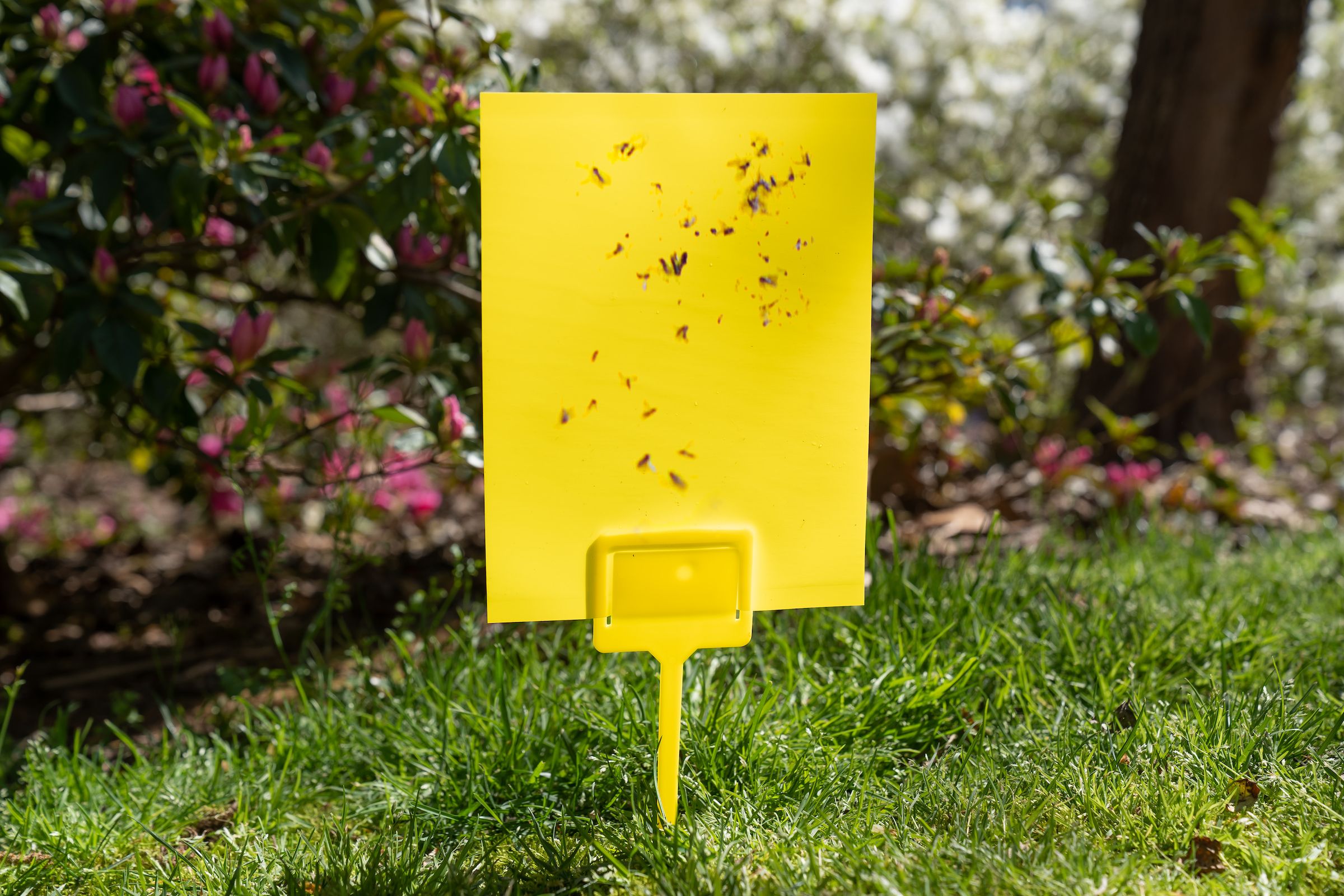 5 Best Fly Traps (2023 Guide) - This Old House