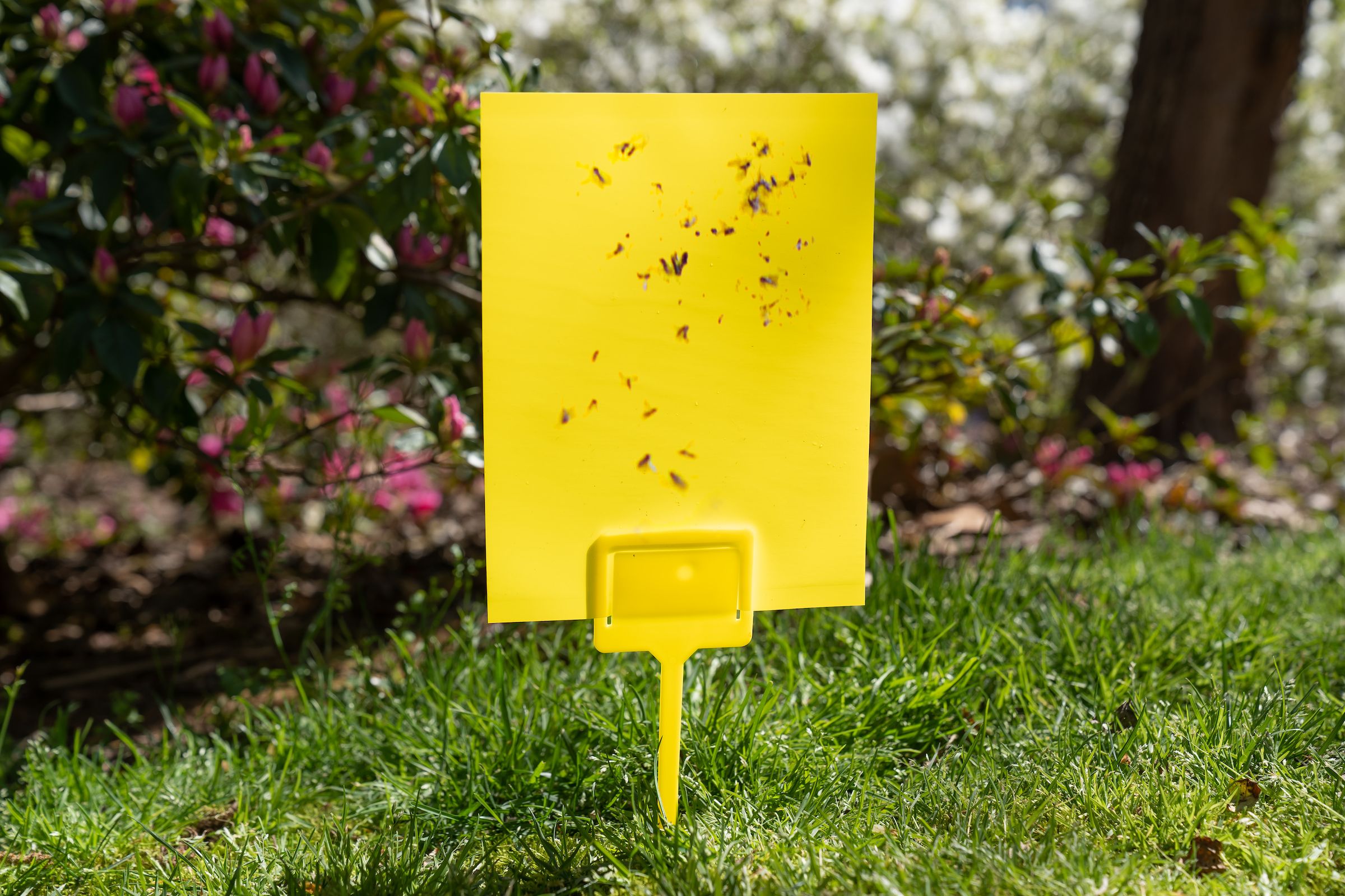 Shoppers Can't Stop Buying This 'Sleek' and 'Highly Effective' Fly  Trap