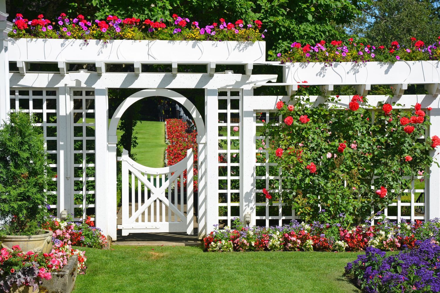 a backyard trellis