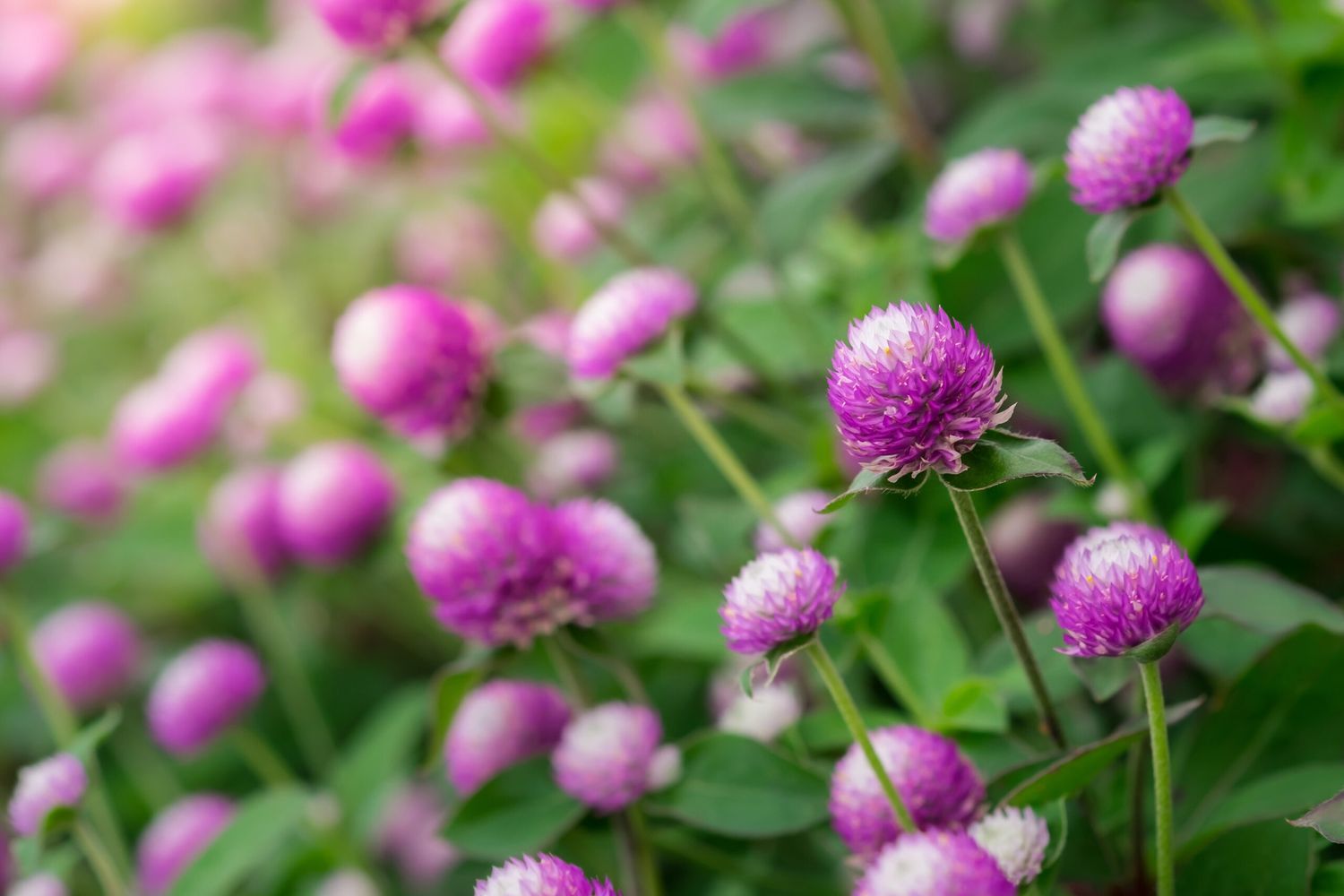 A group of globe amaranth blooming in the summer