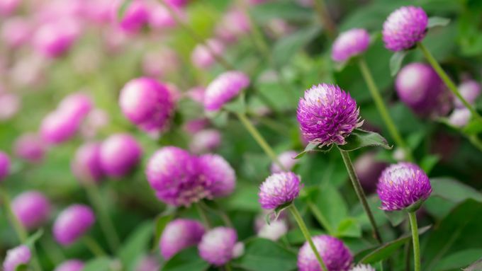 A group of globe amaranth blooming in the summer