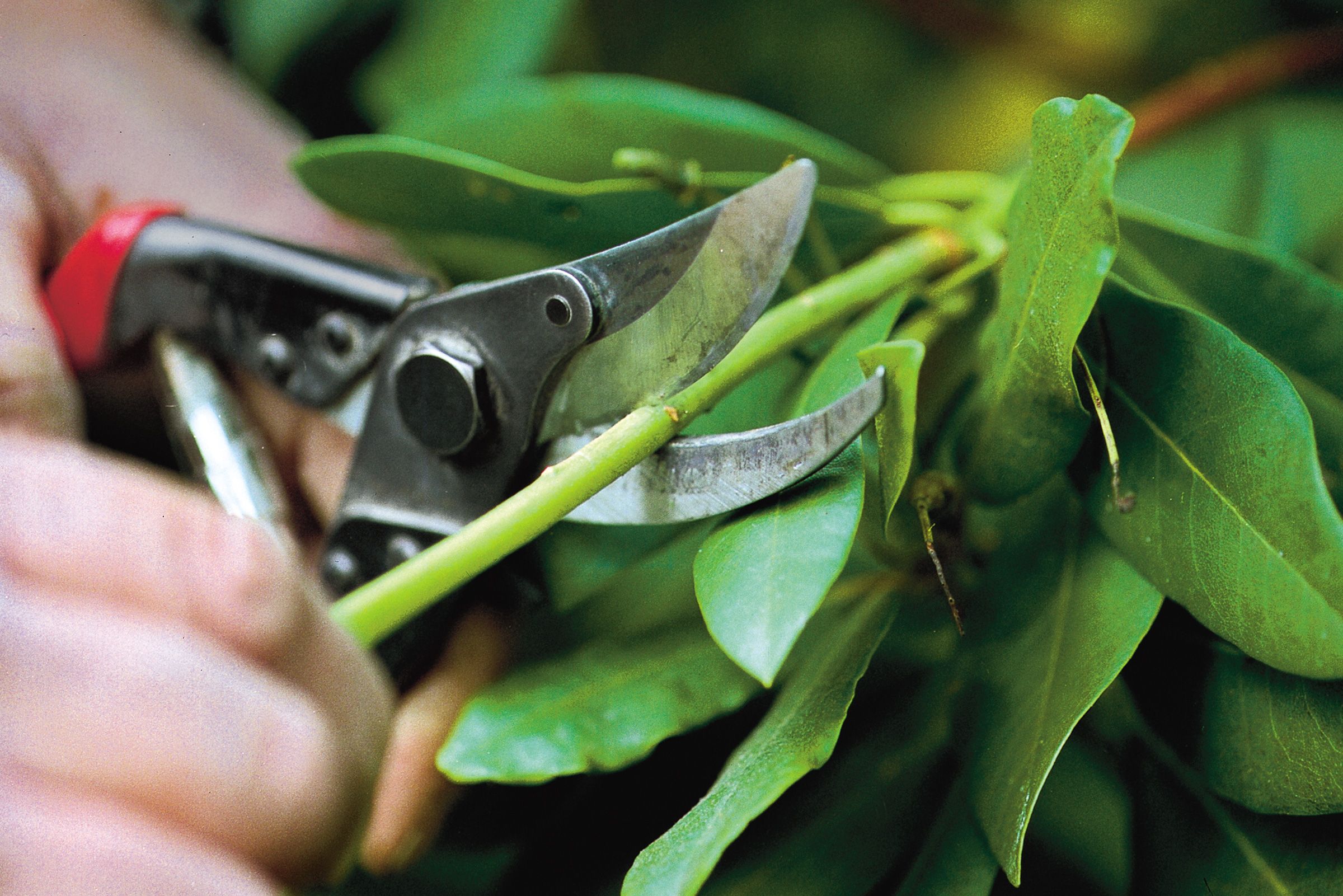 A person prunes plants.