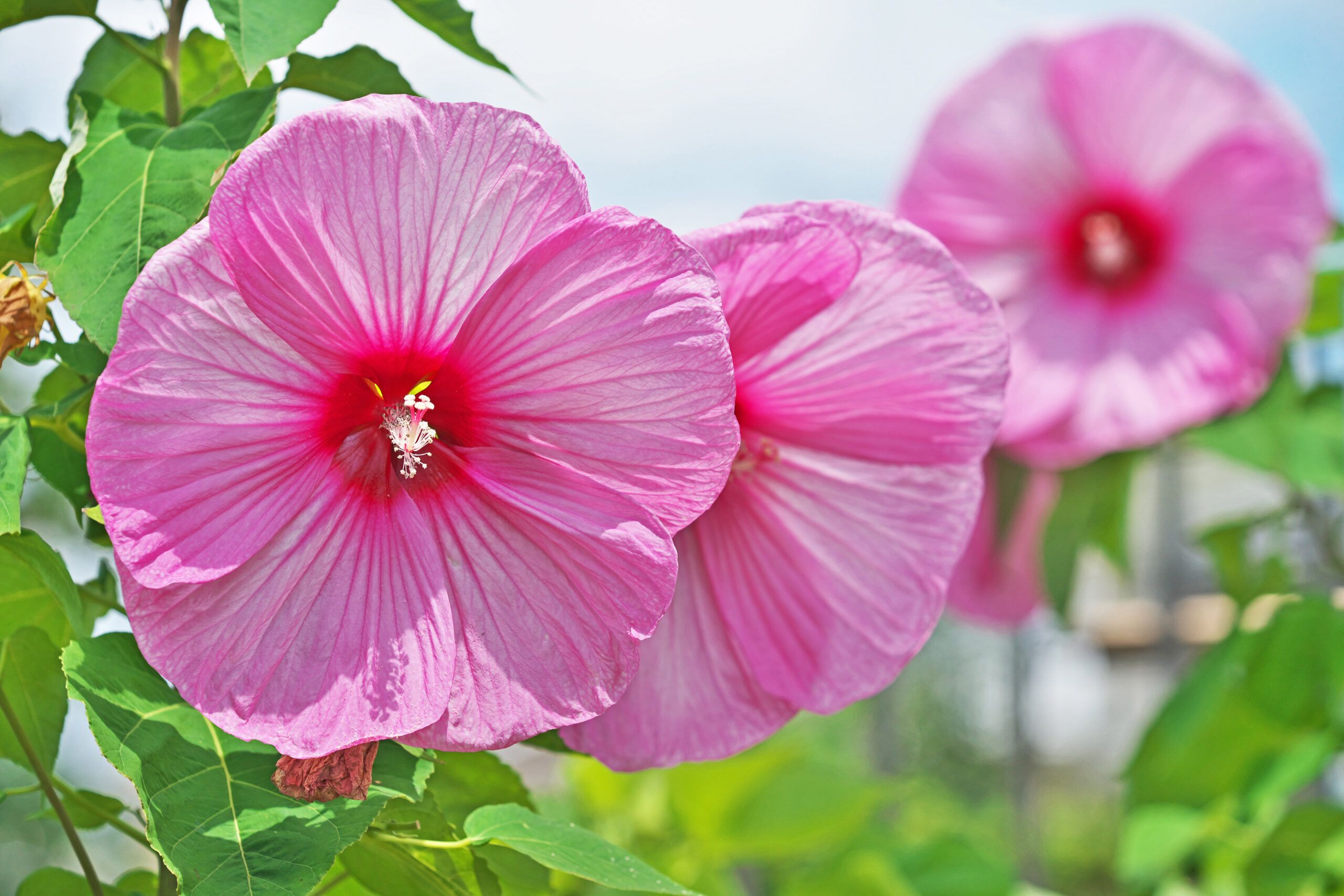 Image of Hardy Hibiscus perennials that bloom all summer full sun