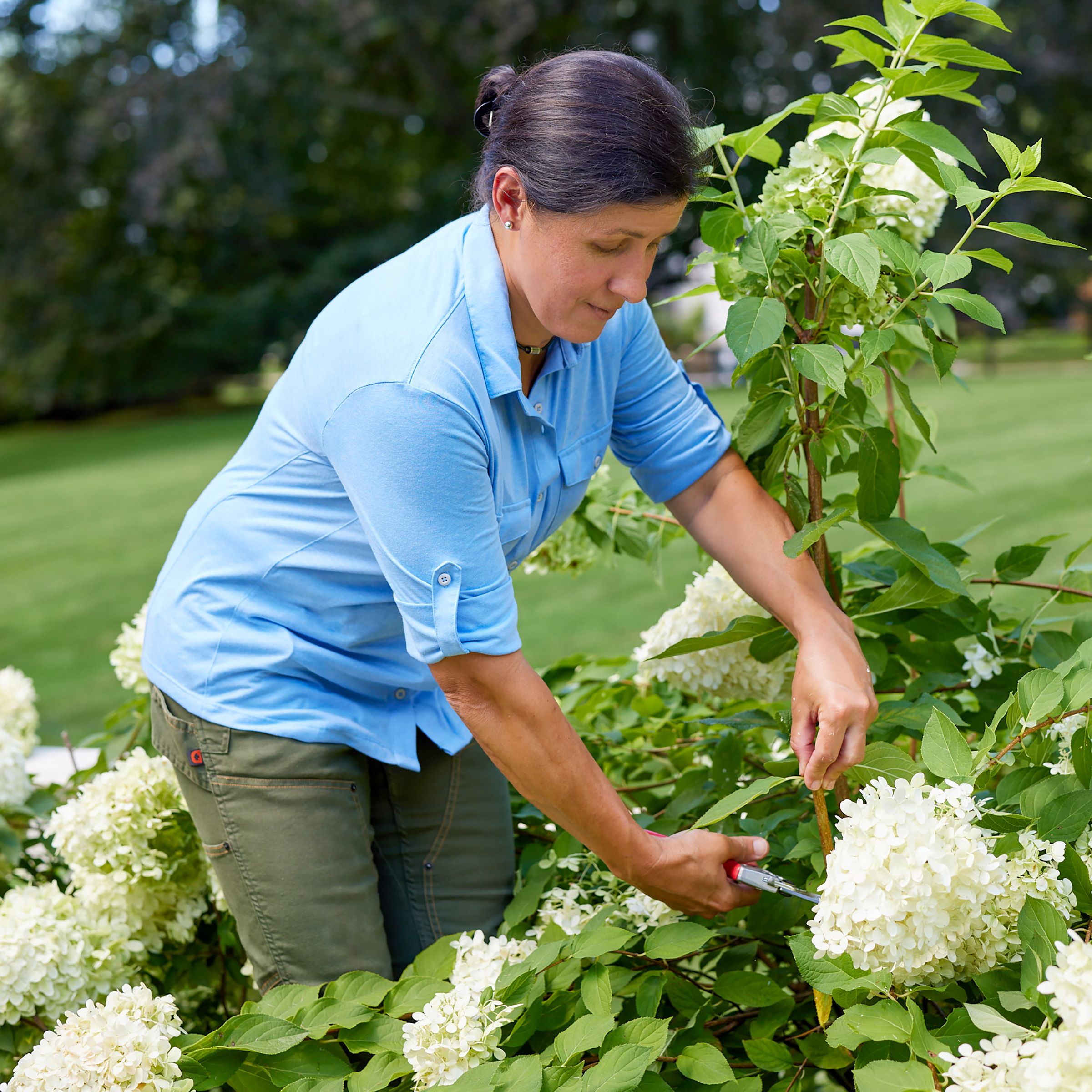 Jenn Nawada prunes white hydrangeas.