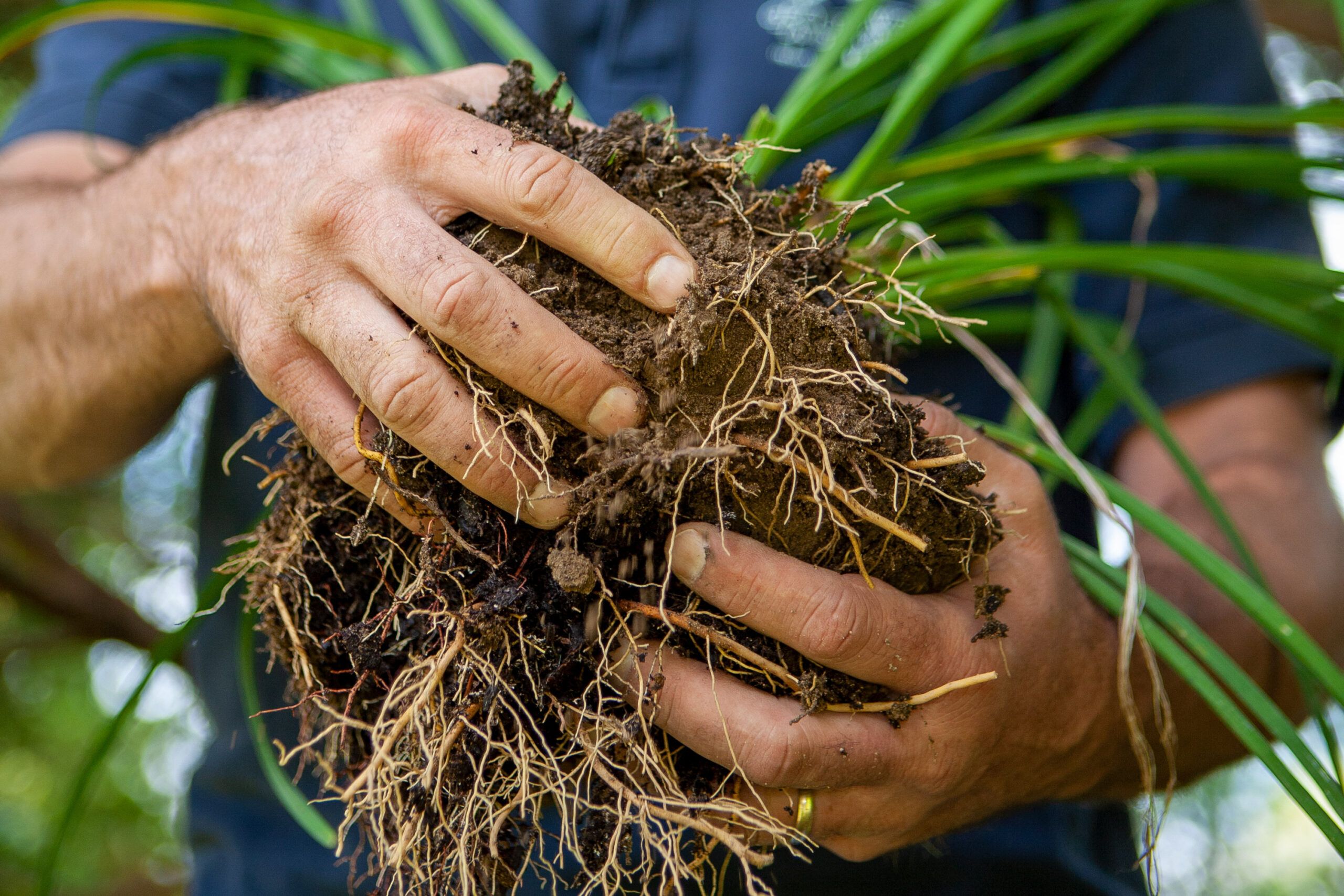 A person divides the roots of a daylily plant.