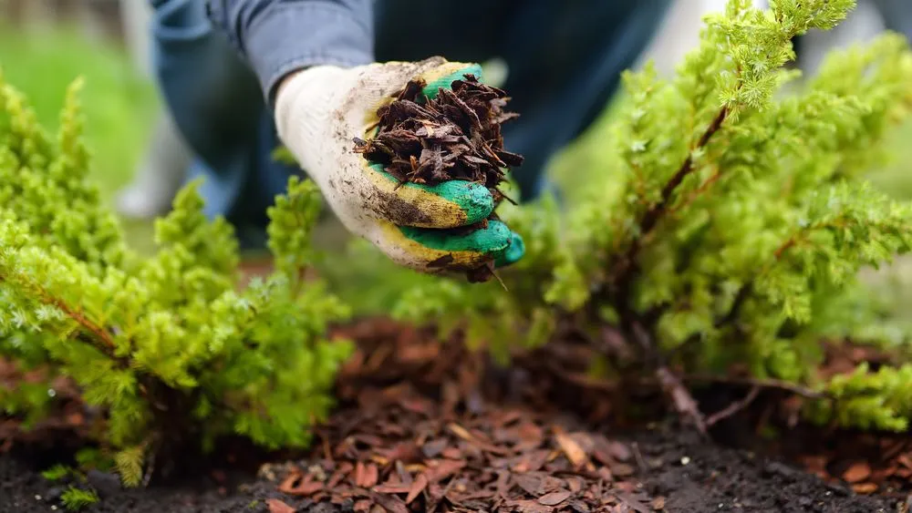 A person spreading mulch between two plants.