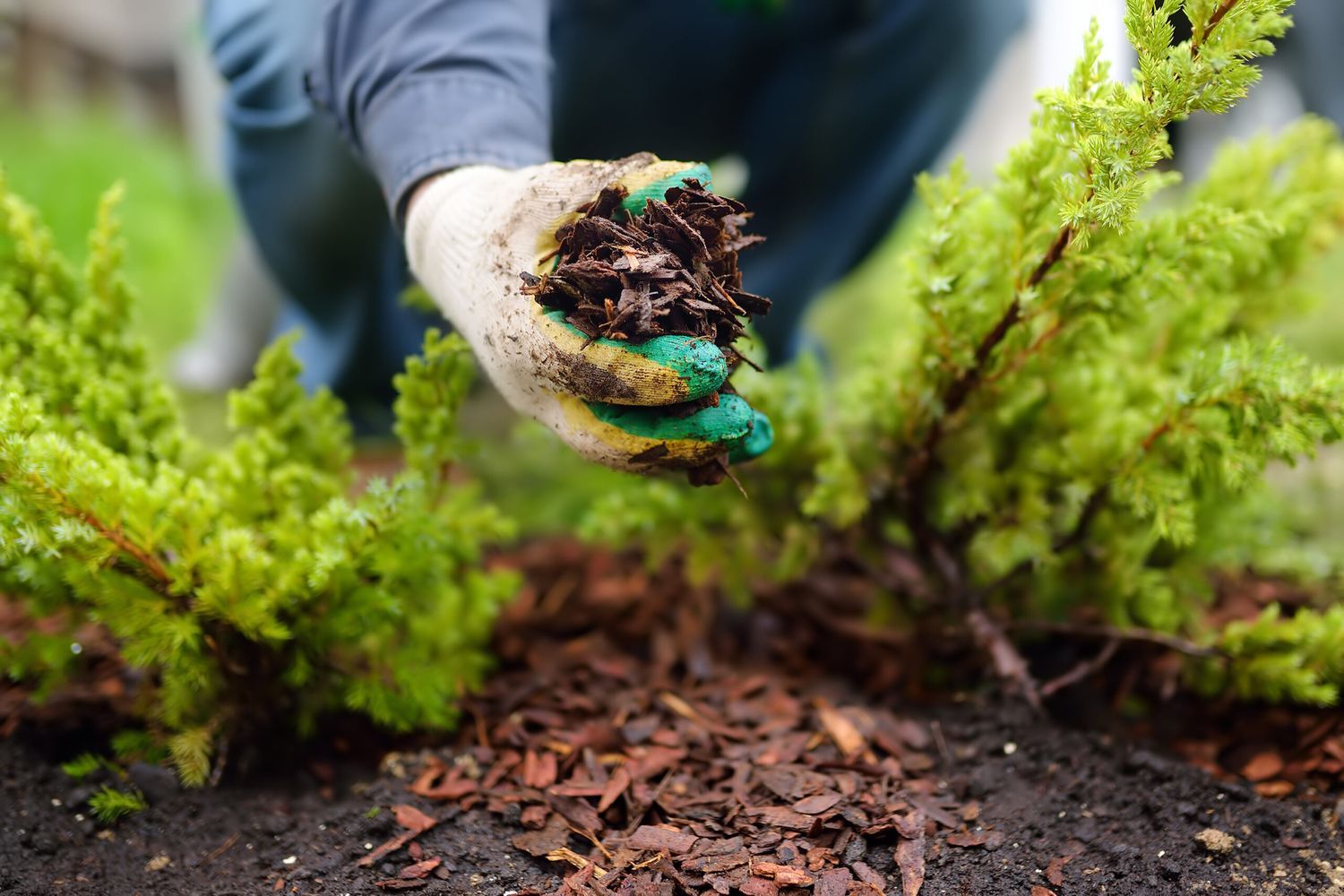 A person spreading mulch between two plants.