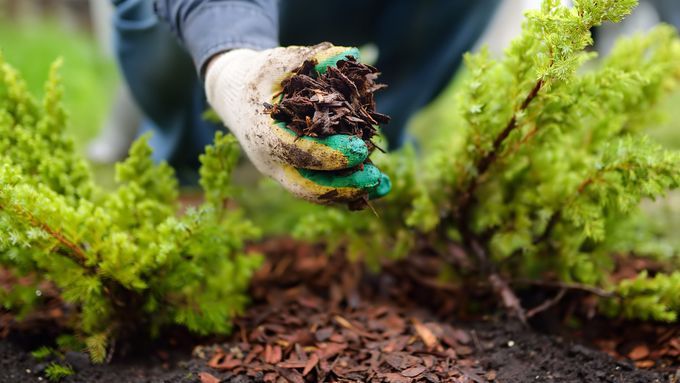 A person spreading mulch between two plants.