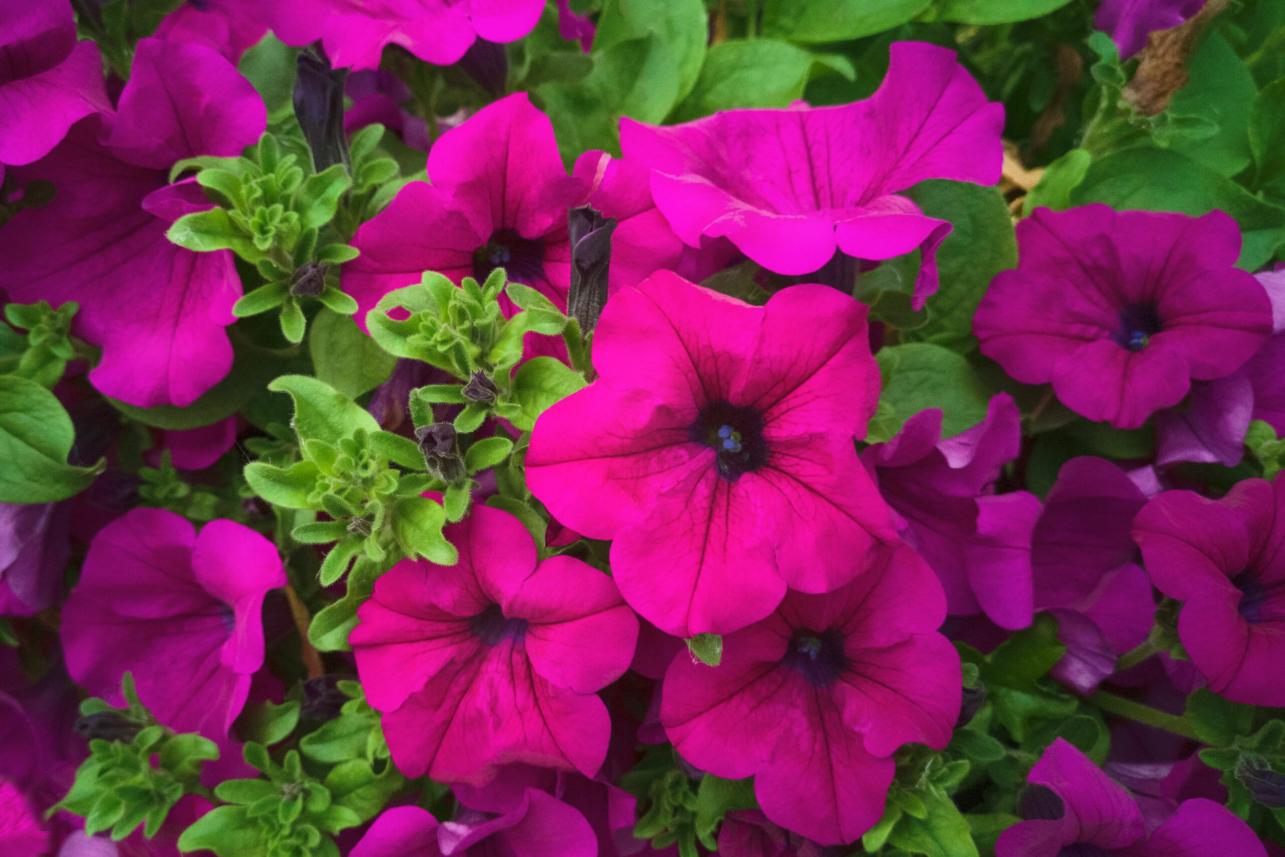 A purple wave petunia in bloom