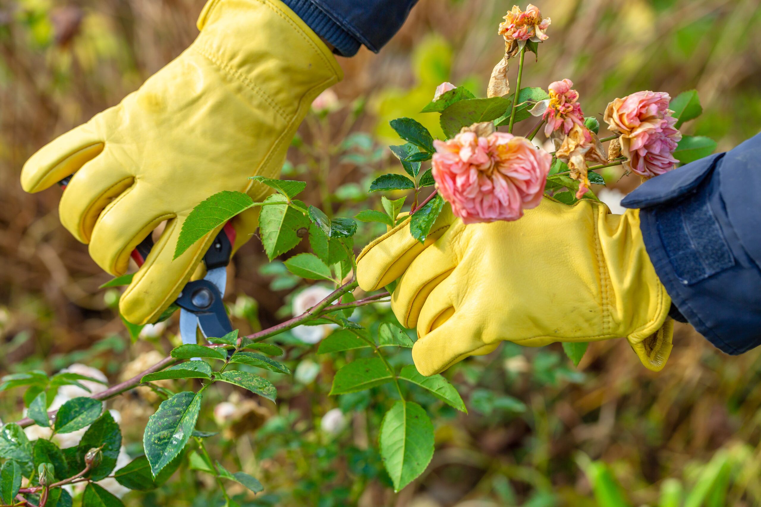 A person prunes pink roses.