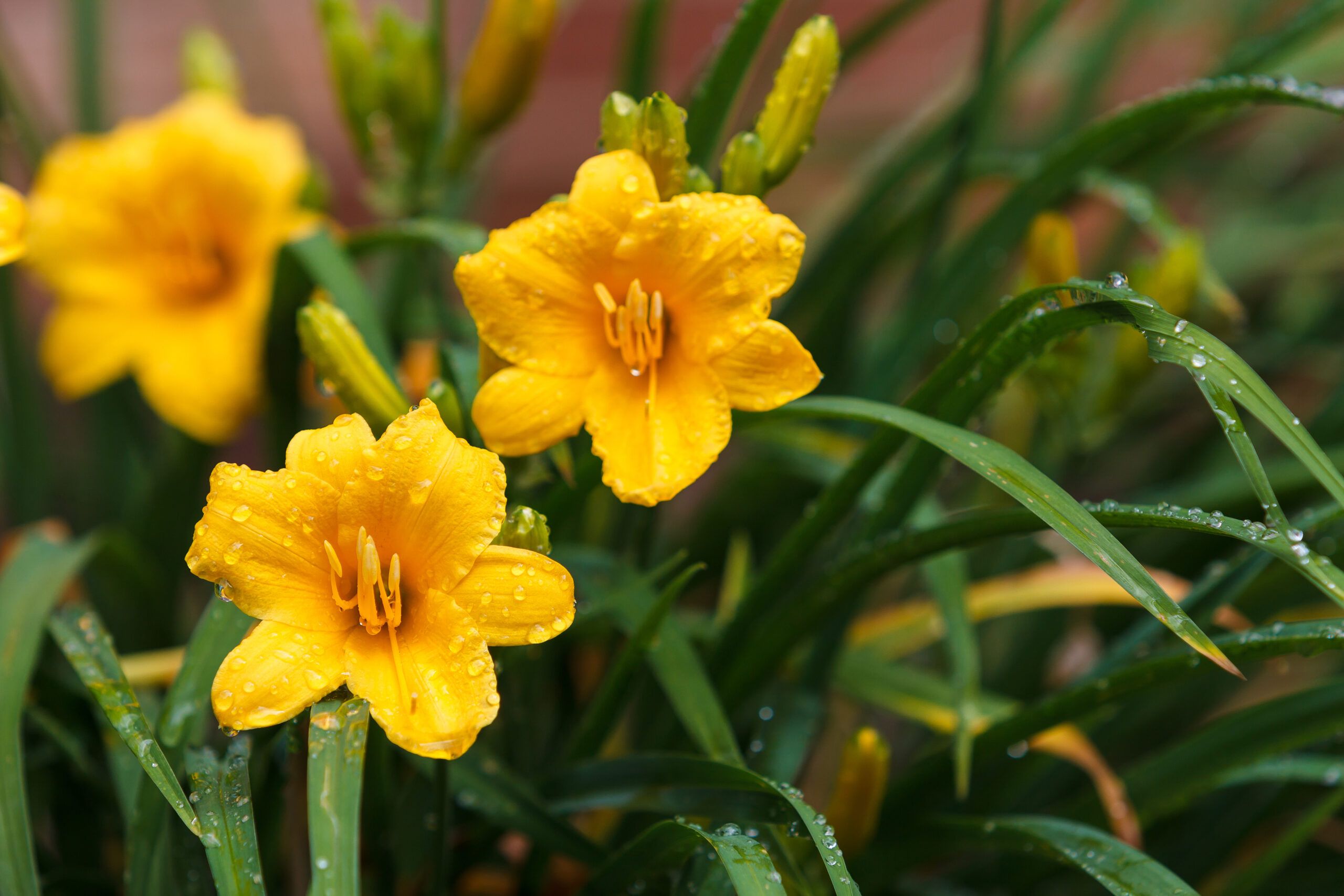 Image of Stella de Oro Daylily (Hermerocallis) flower