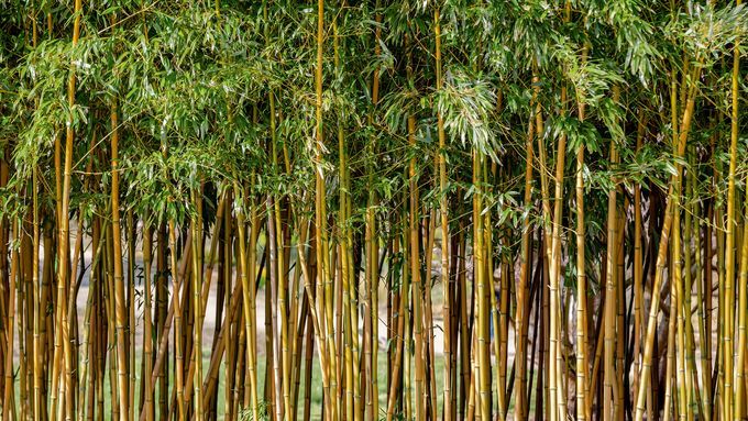 bamboo_privacy_screen_iStock_1141680028