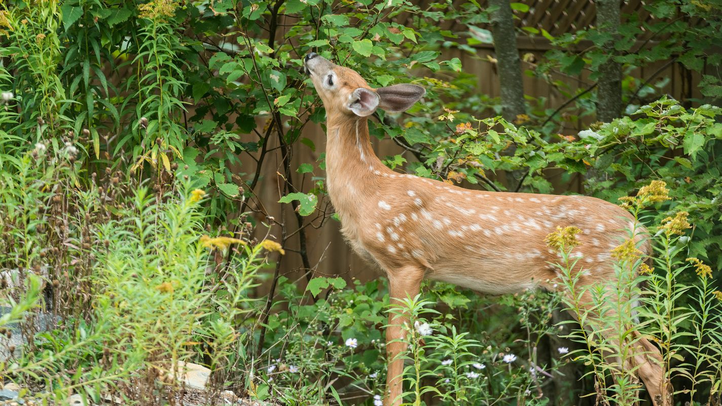 how_to_deer_proof_small_trees_iStock_803540608