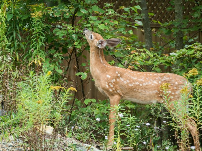 how_to_deer_proof_small_trees_iStock_803540608