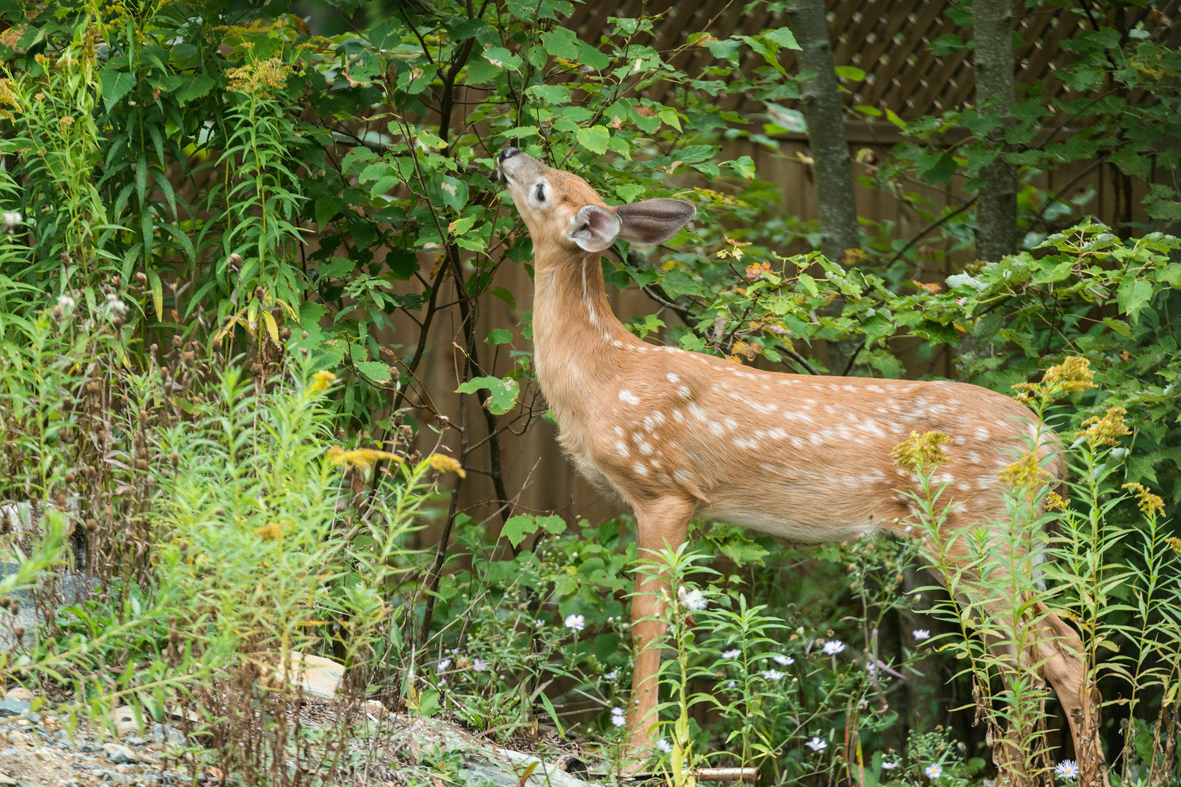 How To Deer-Proof Small Trees