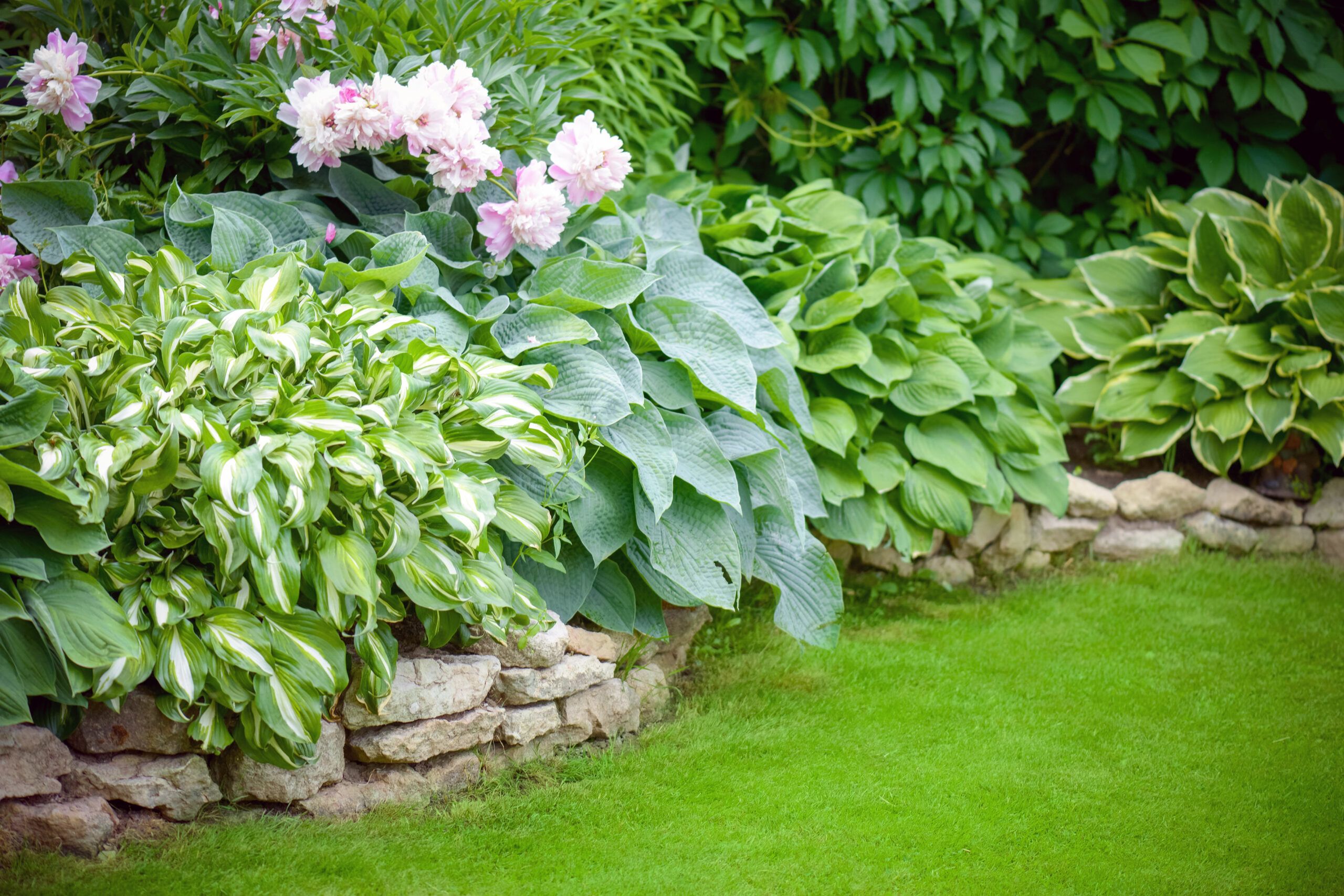 Perennials that have been divided and planted in different areas of the garden.