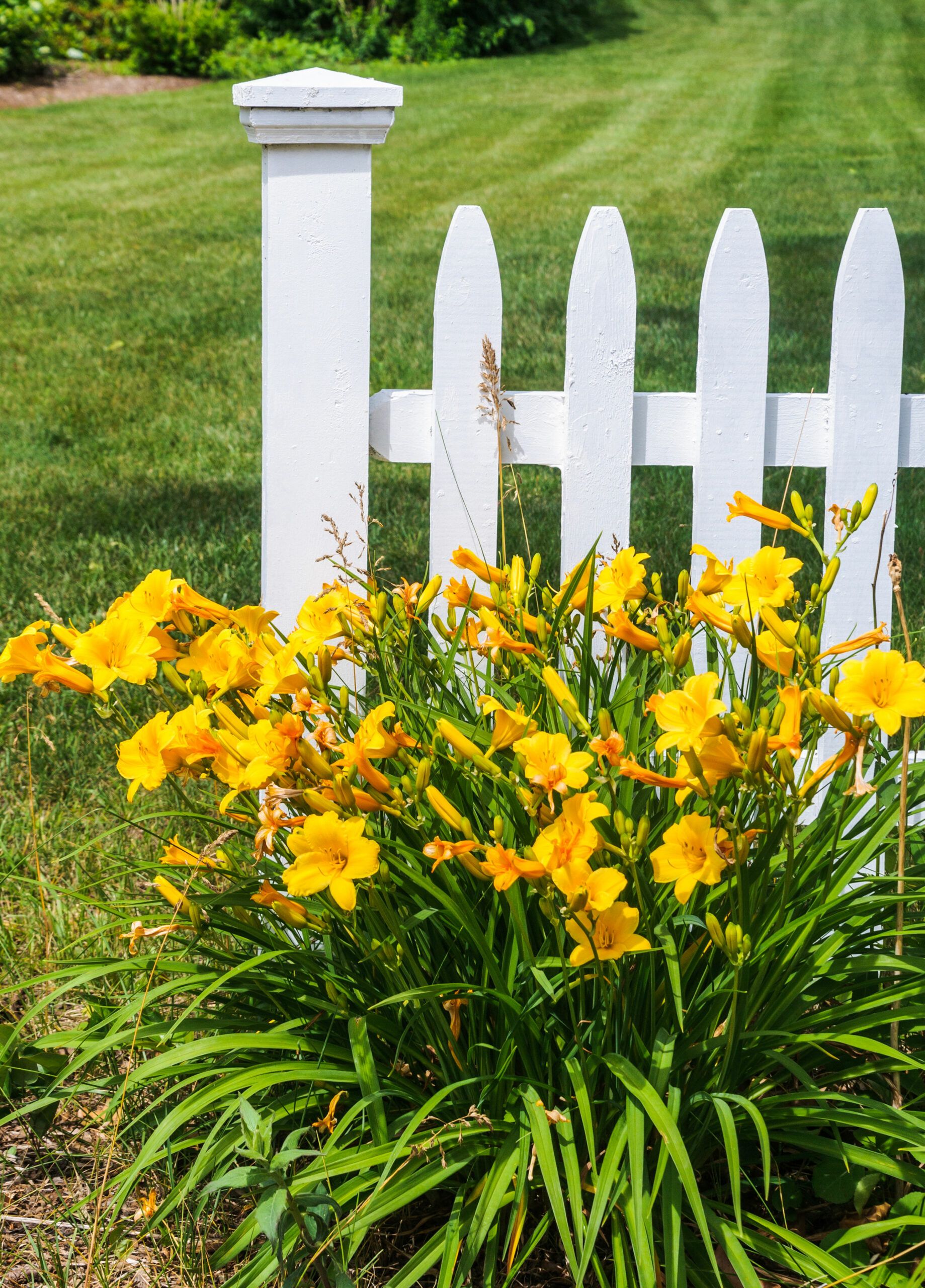 Daylilies ready to be divided.