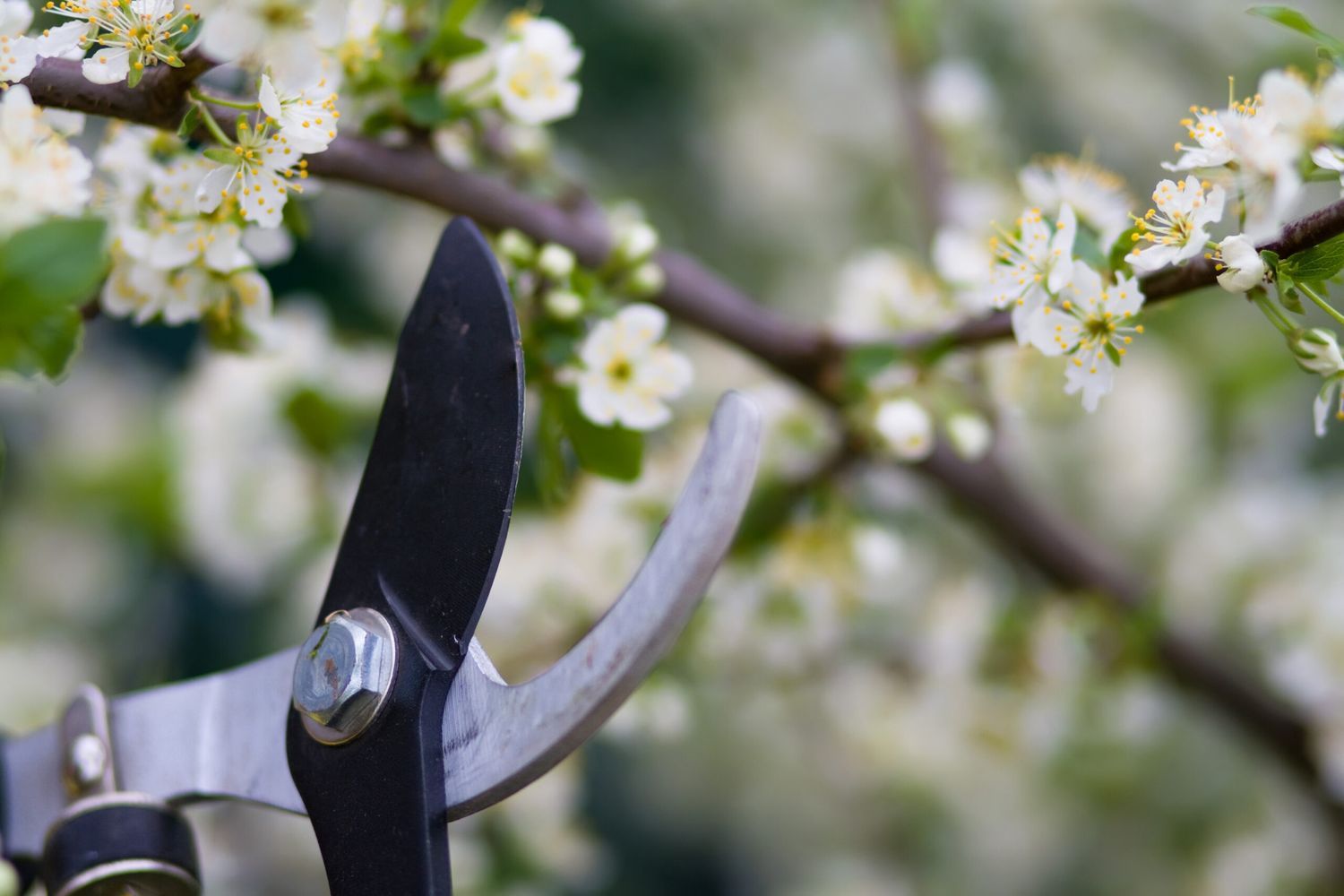 Clippers being used to prune a flowering plant.