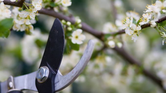 Clippers being used to prune a flowering plant.