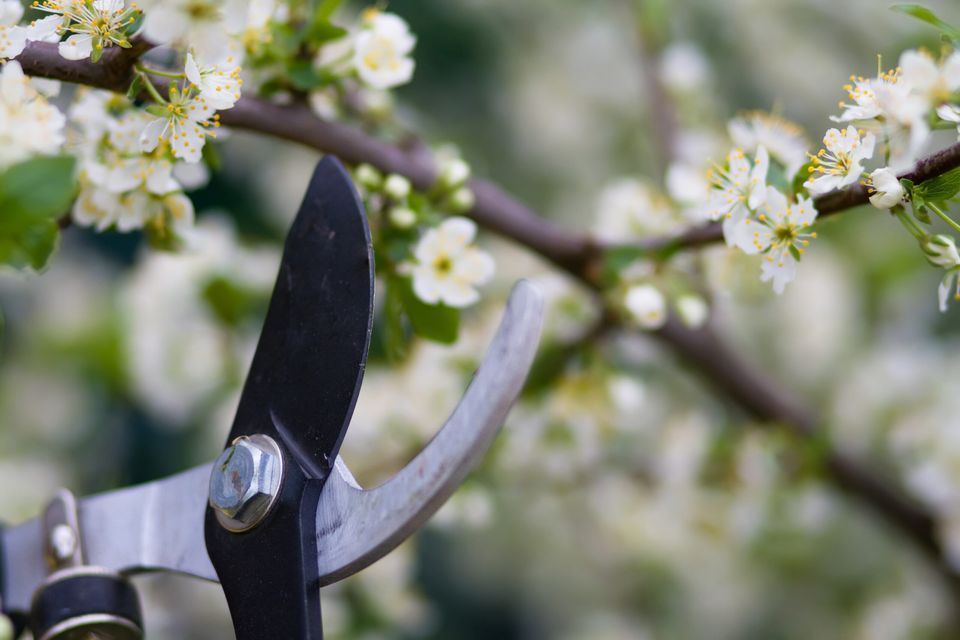 Clippers being used to prune a flowering plant.