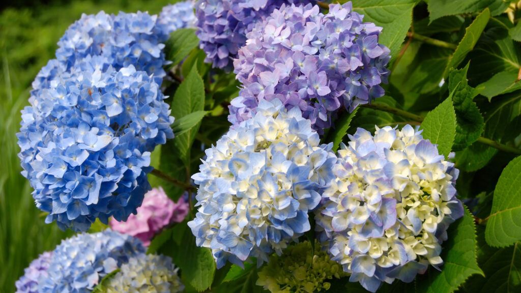 Everything To Know about Hydrangeas - This Old House