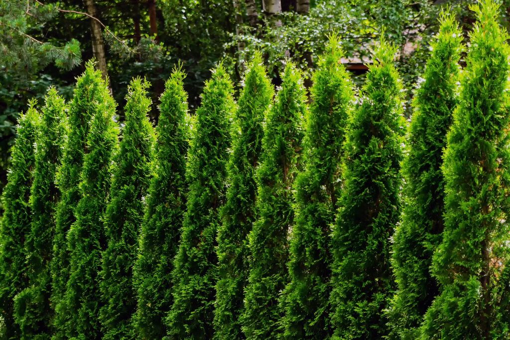 A privacy hedge can hid your garden from deer.