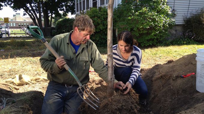 remove_overgrown_foundation_shrubs