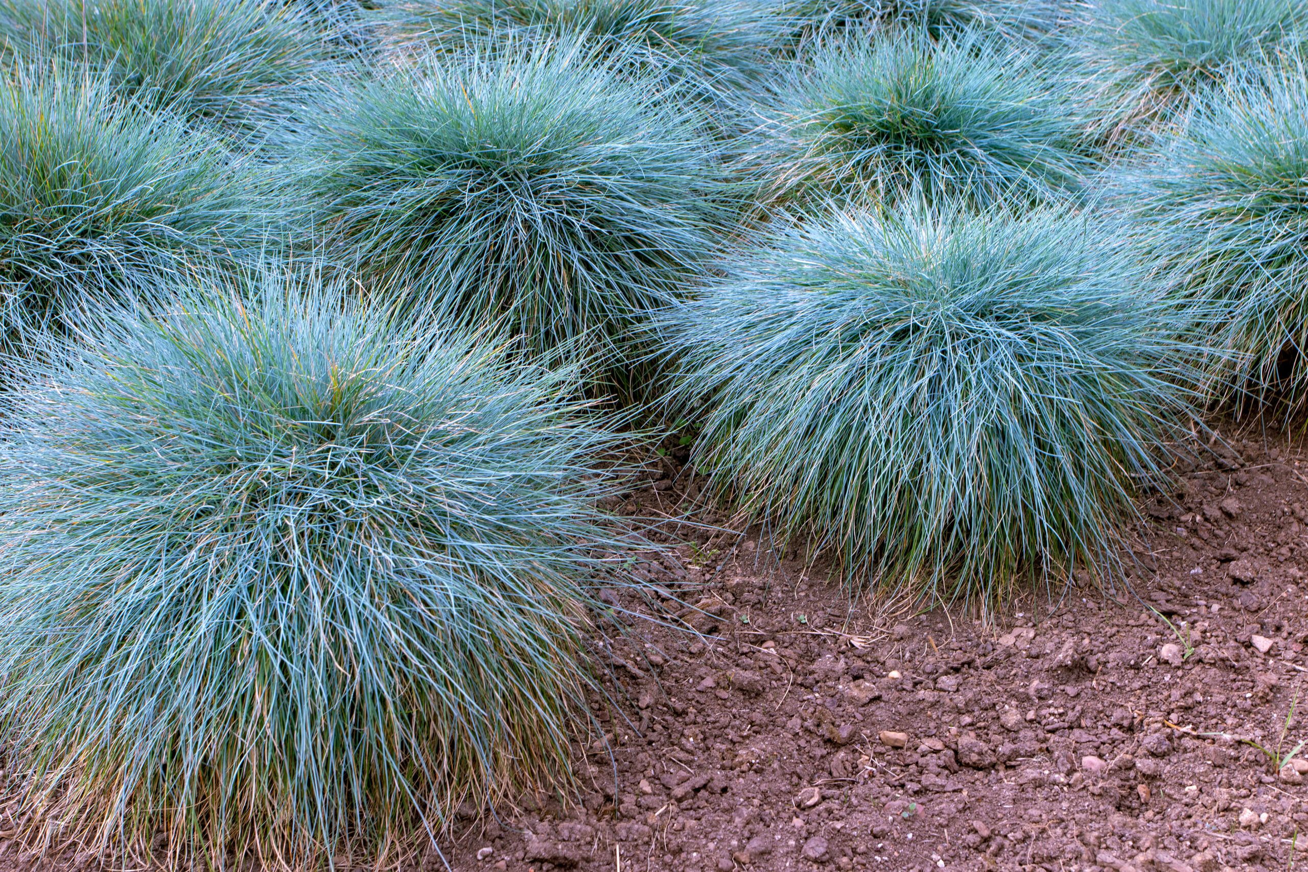 types of tall grasses