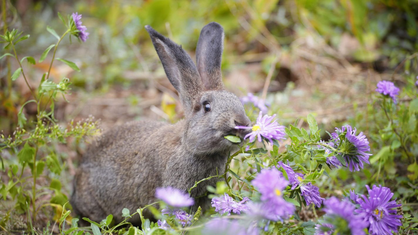 Bunny_iStock_1174635499