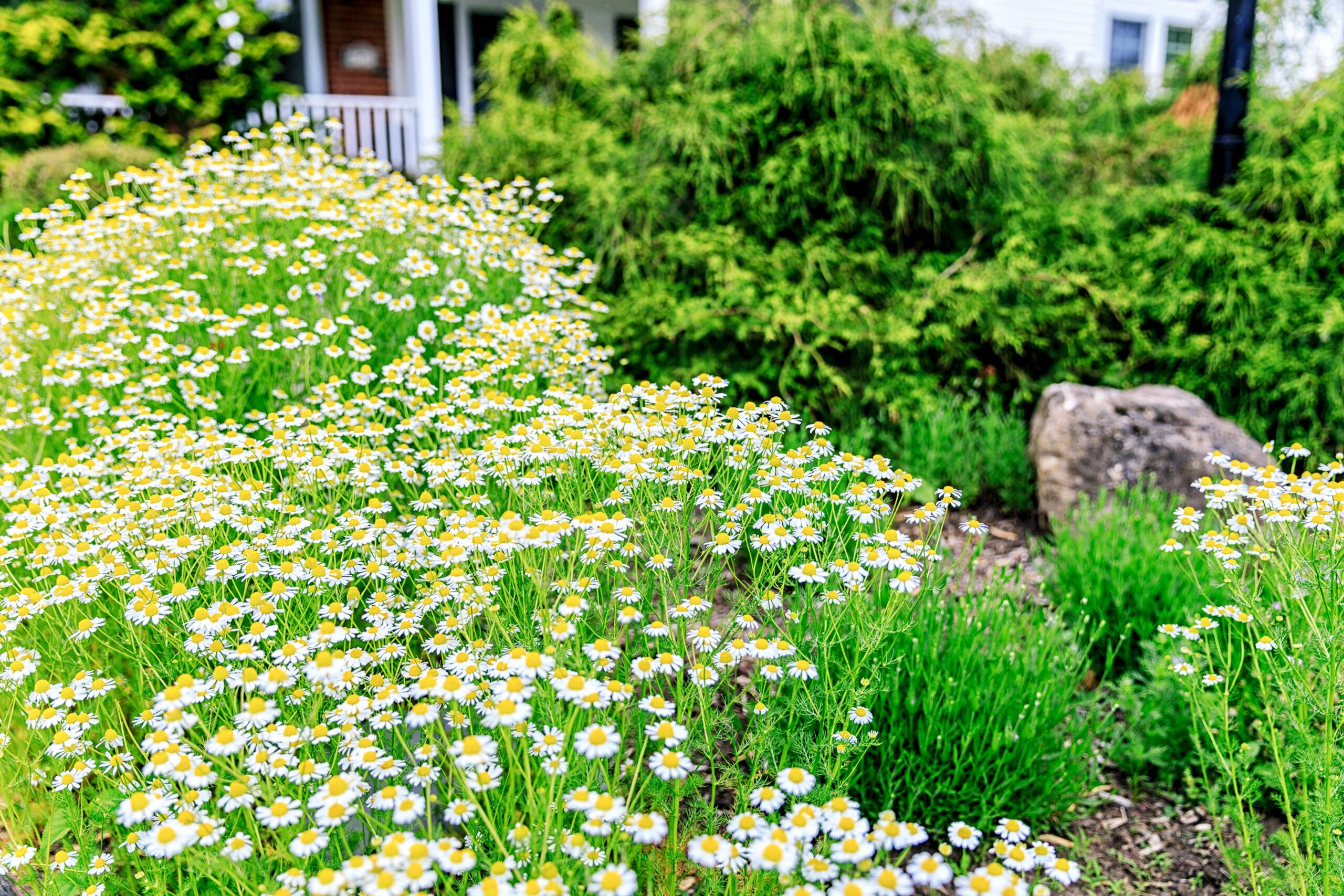 Chamomile flowers growing in a garden in front of our house giving a fragrant aroma to the yard.