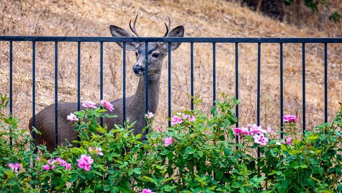 a deer on the other side of a fence