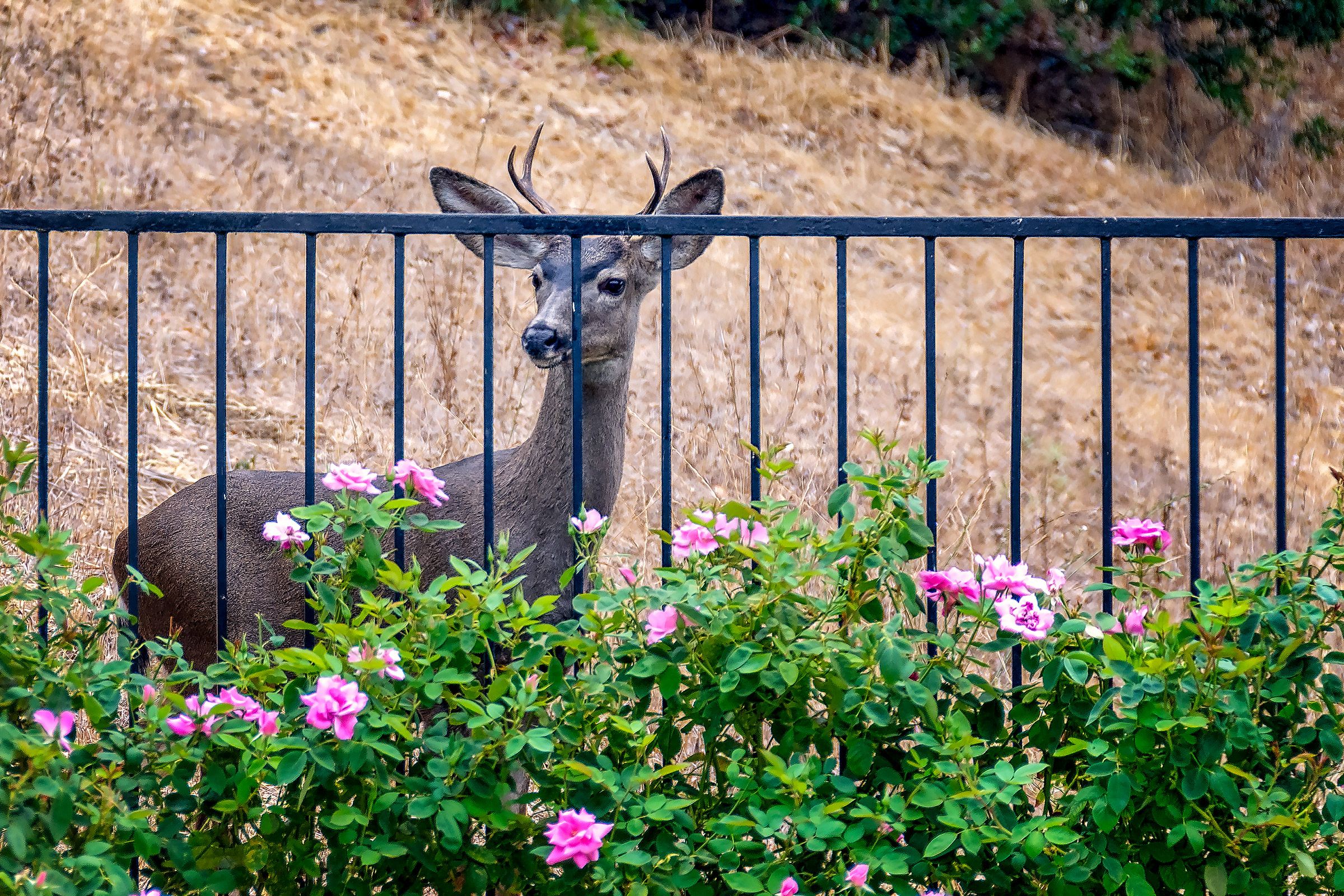 a deer on the other side of a fence