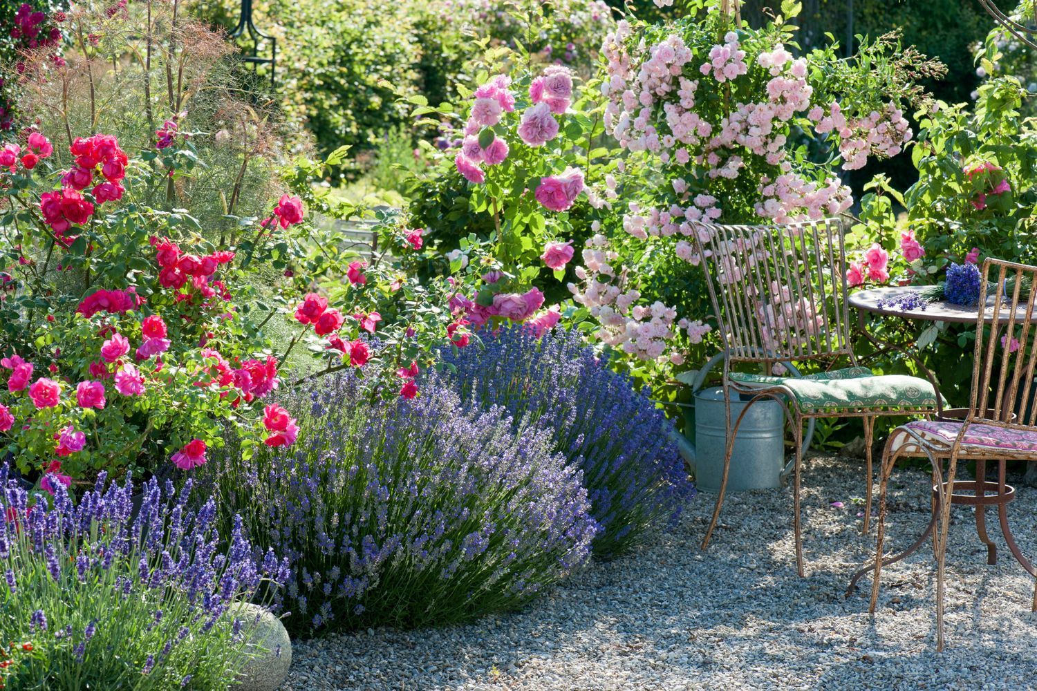 A collection of fragrant flowering plants in a garden.