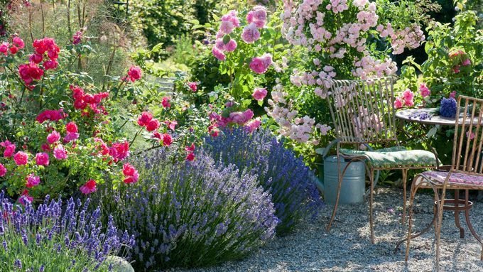 A collection of fragrant flowering plants in a garden.