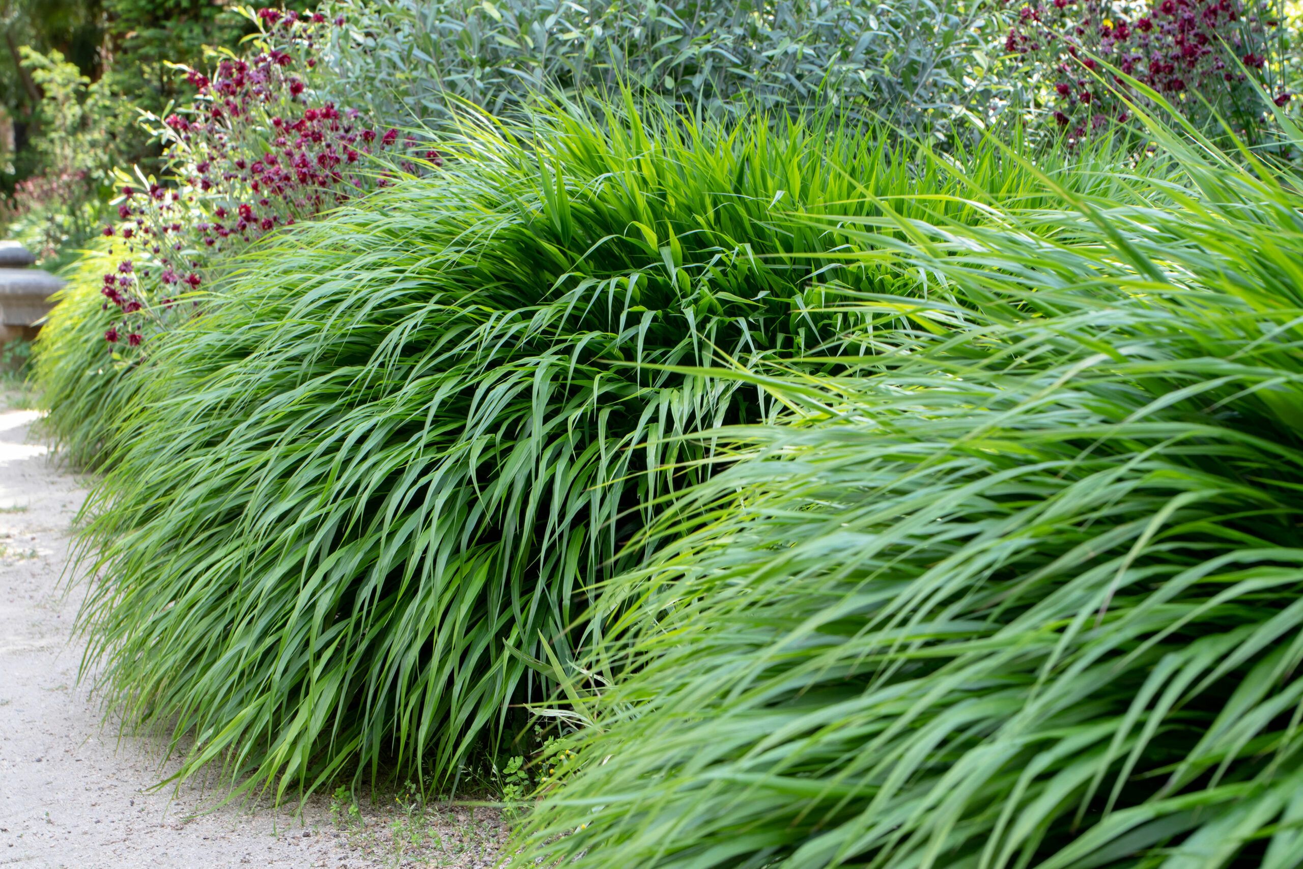 japanese forest grass