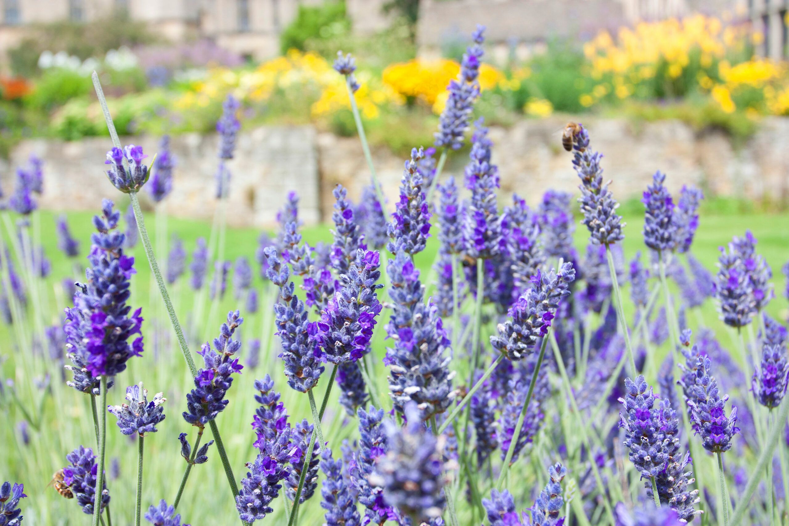 English lavender blooming in a garden has a distinct fragrant scent.