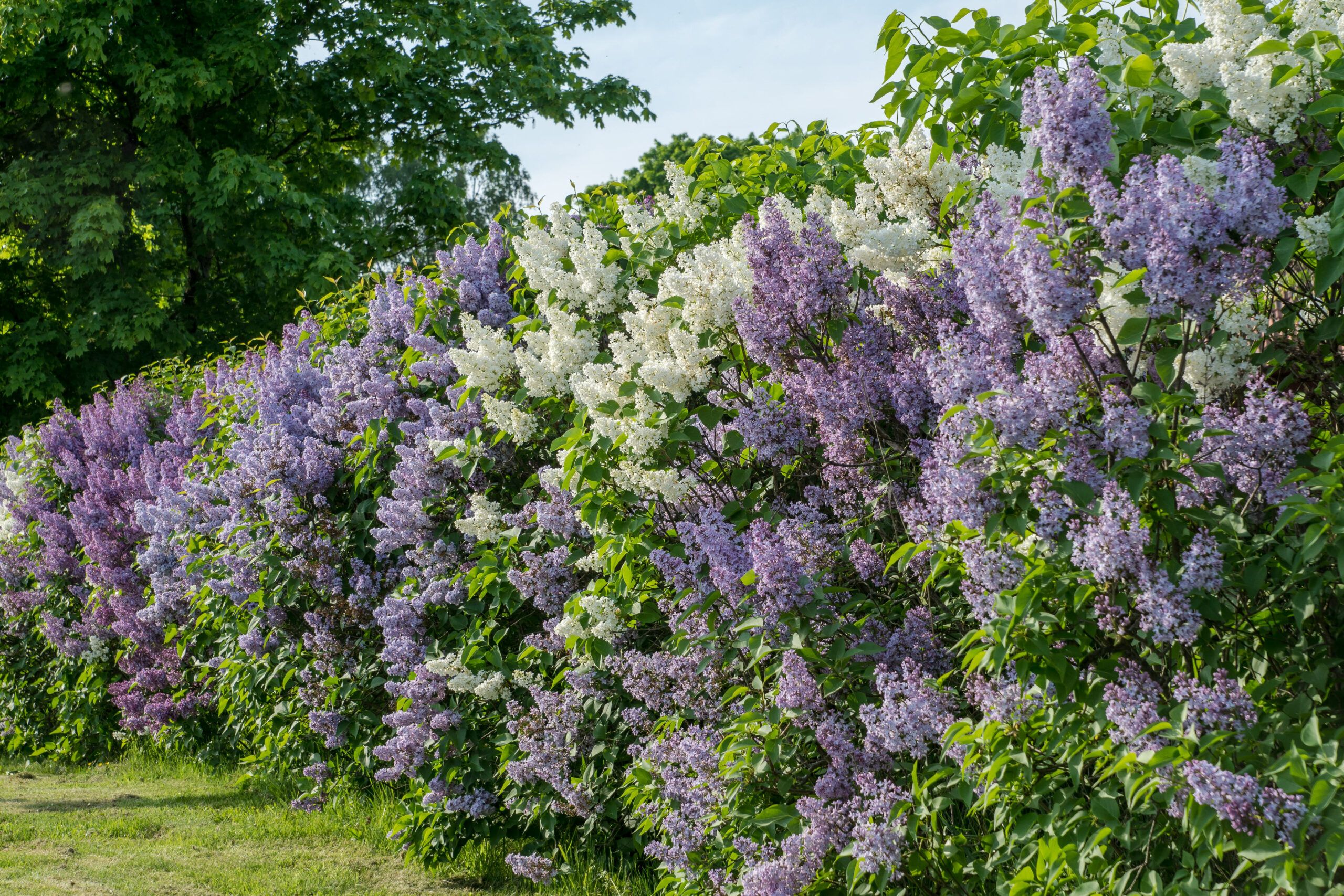 Flowering lilac blushes that gives off a sweet fragrant smell.