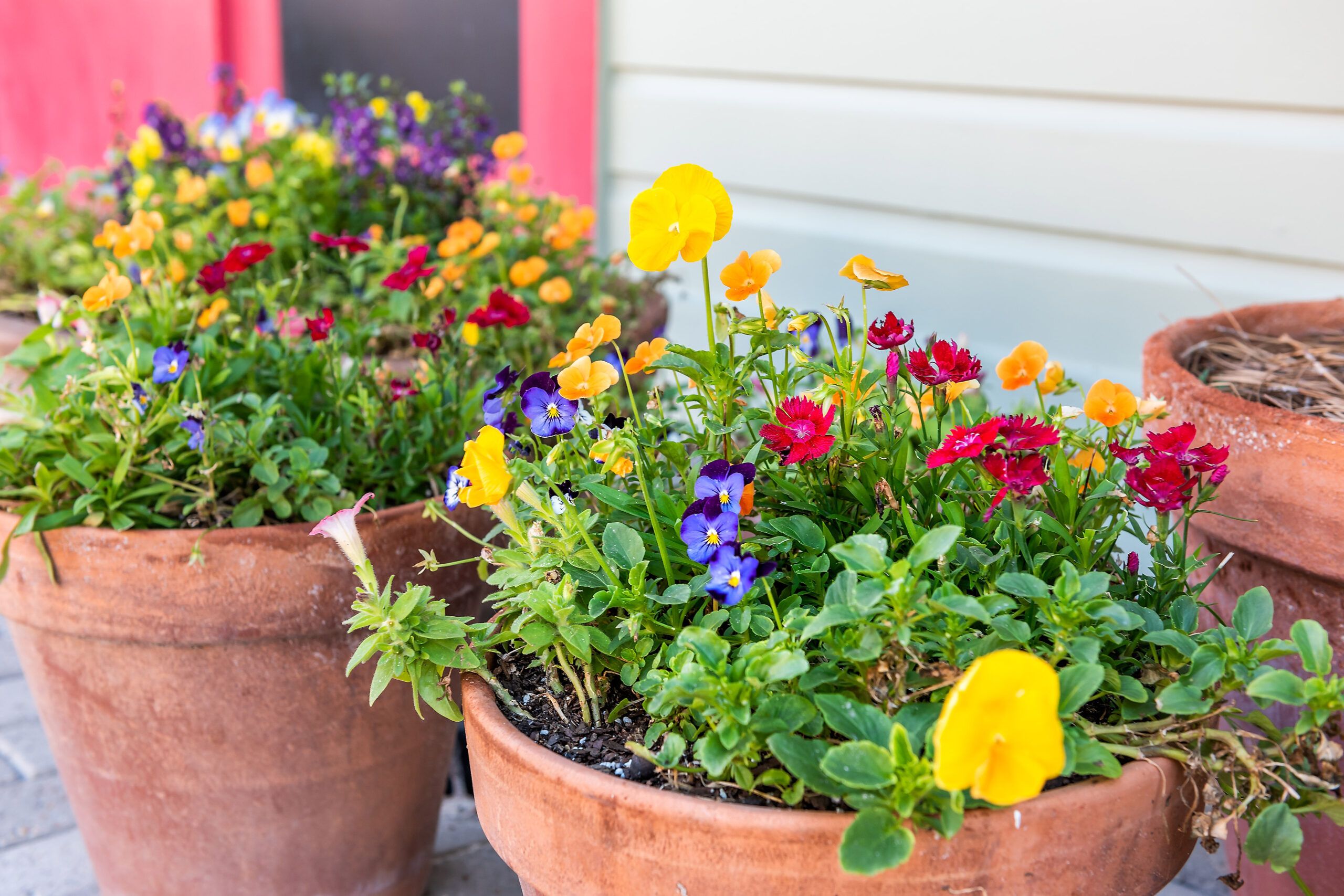 Plants in containers