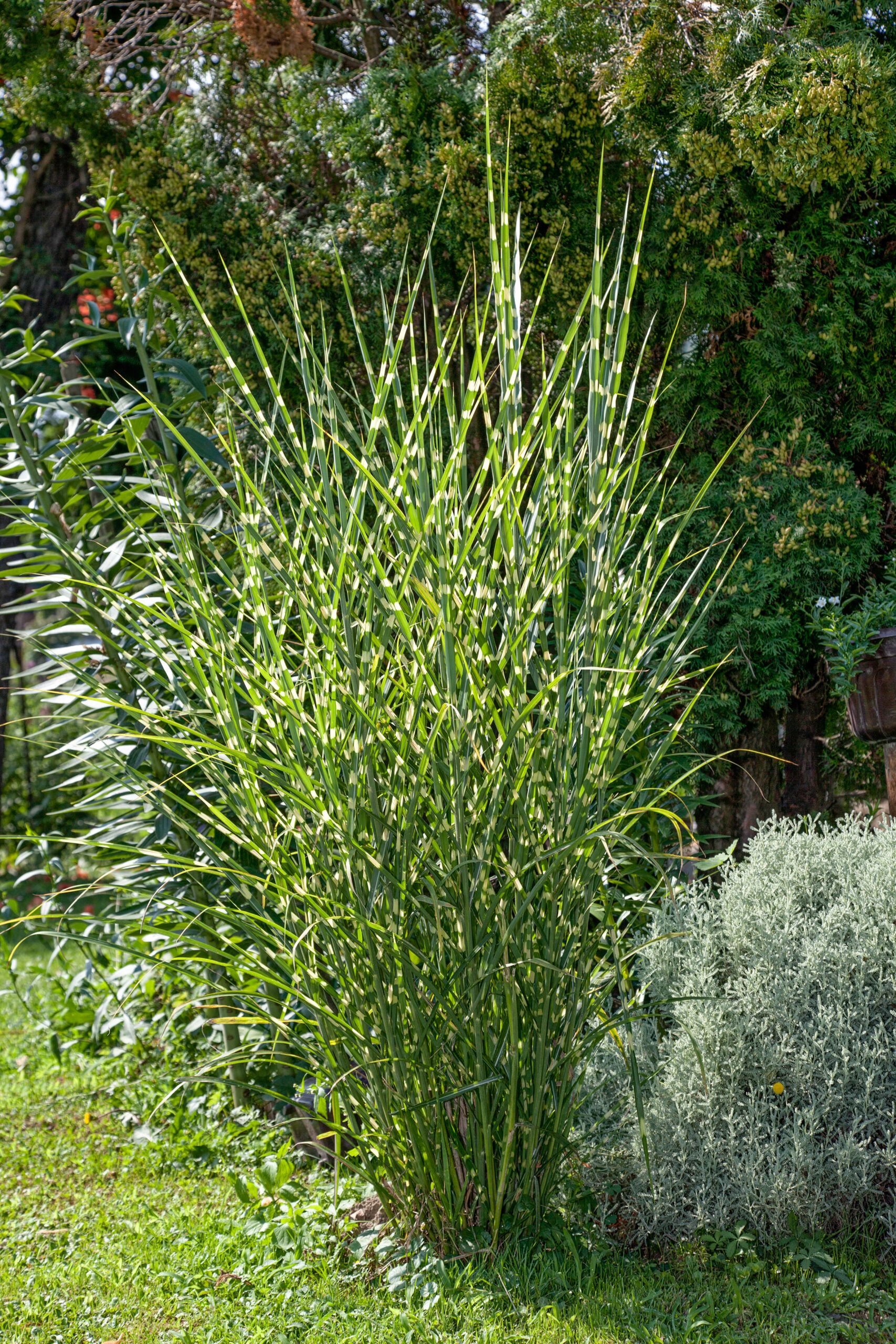 zebra grass